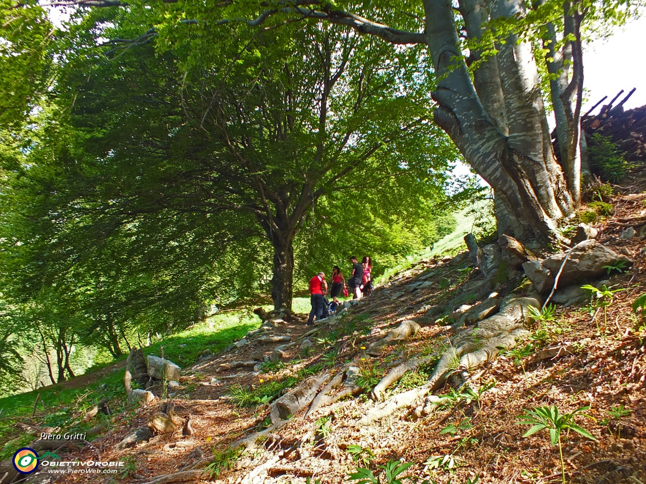 15 e qui termina il bosco di faggeta.JPG